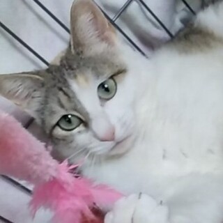 7/17石巻で里親探し会！『しおん』♀