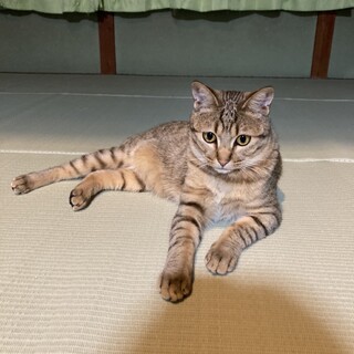 ※再募集※  1歳 キジ【去勢済】