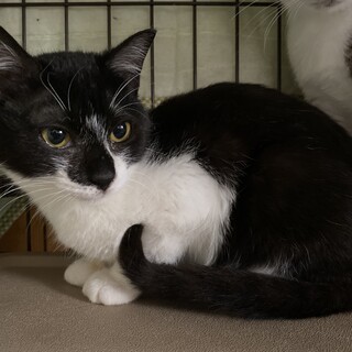 【人も猫も大好き！】コンちゃんの里親様募集♪