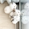 がすぱーる