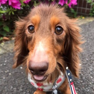 つぶらな瞳の甘えん坊♀うららちゃん
