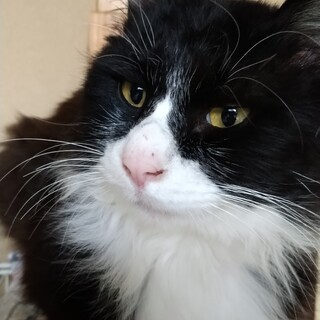 家族に迎えませんか