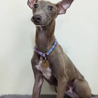 天真爛漫⭐︎イタグレのペプシ