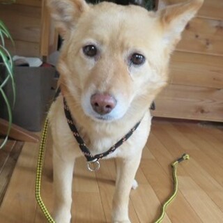 ちょっと寂しげ儚げなハニーちゃん