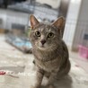 モコモコ長毛♬まりもちゃん サムネイル5