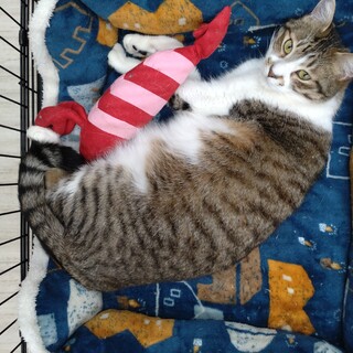 人が大好き★総司★遊び好きなキジ白ボーイ