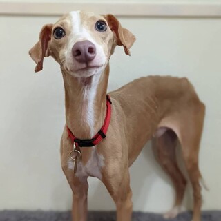 透き通った瞳が綺麗なポッカ君