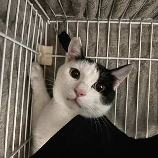 鳴き声かわいい男の子