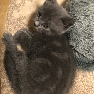 純ブリティッシュショートヘアの子猫です！