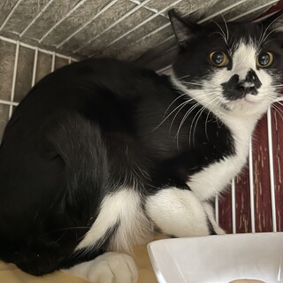 ちょび髭にゃんこ