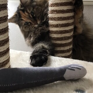 もふもふ毛長の女の子