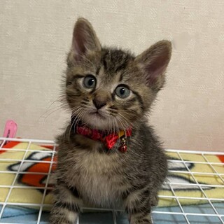 可愛い可愛いキジ猫くん【譲渡会参加】