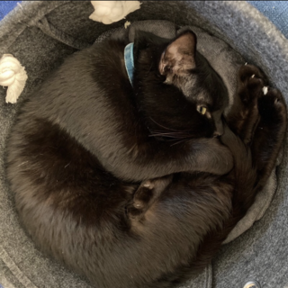 甘えん坊の黒猫、里親募集