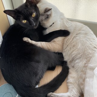 甘えん坊な男の子と撫でられるのが好きな女の子