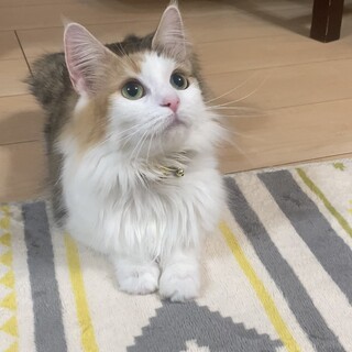 美人すぎるジャスミンちゃん♡おハゲは気にしないでね