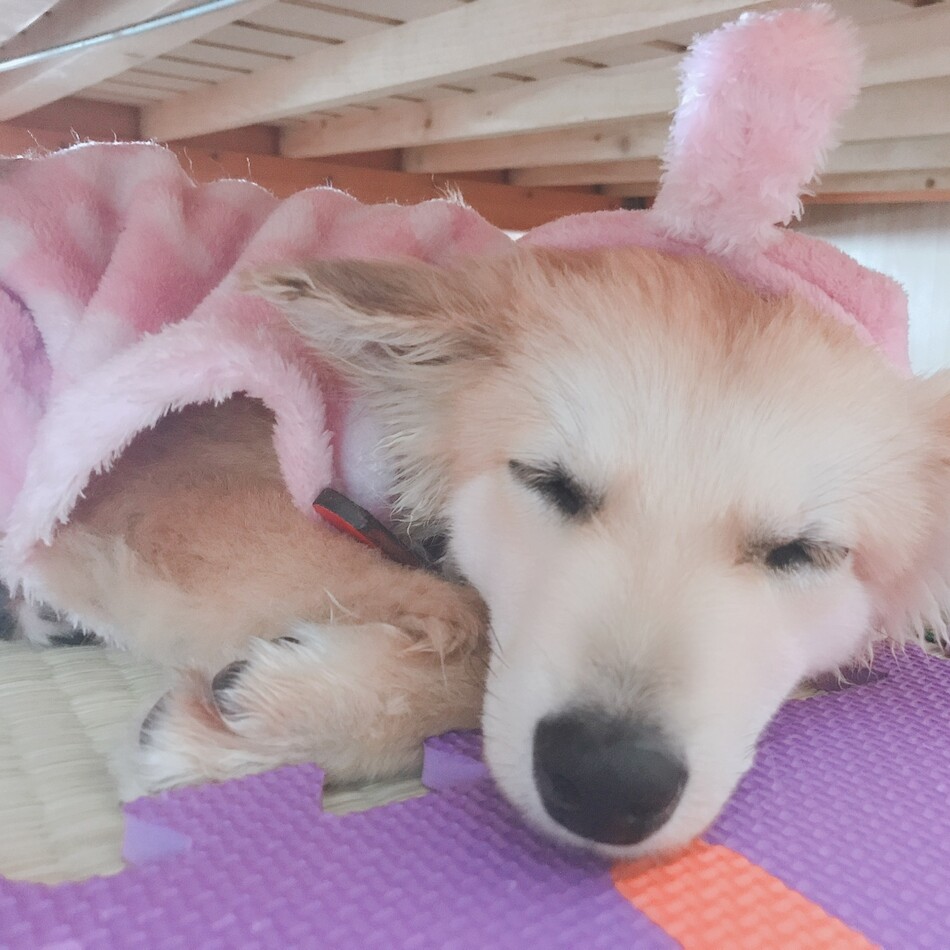 ウエッティーのカバー写真