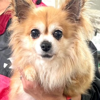 22-W310　大人しいお嬢さんです！