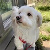 マルチーズ&ダックス4歳女子可愛い❤️しずかちゃん サムネイル2