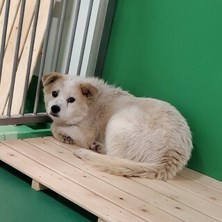 里親様決定致しました。ありがとうございました。