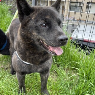 甲斐犬8歳❤️優しい女の子