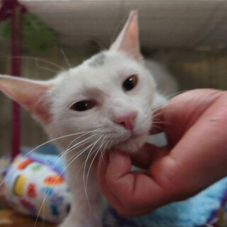 2歳　すりすり　ほぼ白猫　チャーミーちゃん