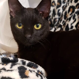 5歳　黒猫　ベタベタの甘えん坊　最中くん