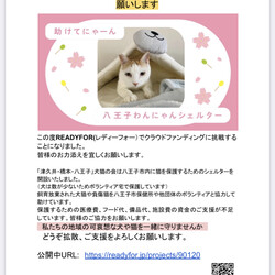 新設シェルター立ち上げと継続運営のご支援をお願いします