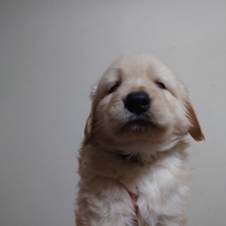 応募多数の為募集停止中