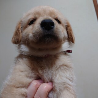 応募多数の為募集停止中