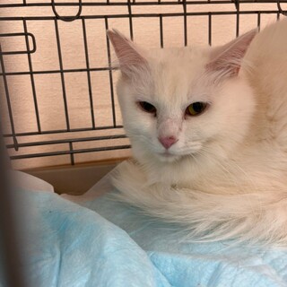 綿菓子みたいにふわふわ♡しらたまくん