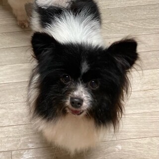 かおる＊パピヨン