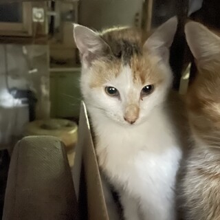 猫 里親募集中です。 ご連絡お待ちしております。