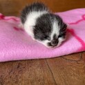 生後一週間ぐらいの子猫の里親さん募集です