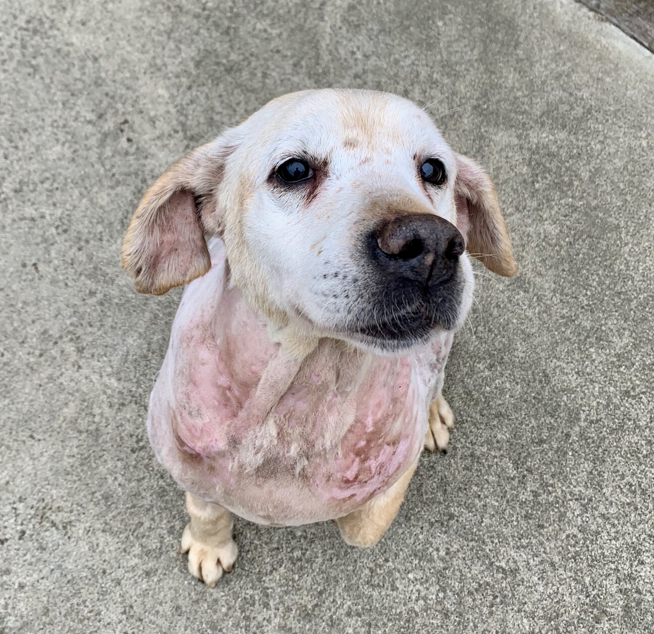 人も犬も大好き 小ぶりな 長野県 犬の里親募集 ペットのおうち 月間利用者150万人