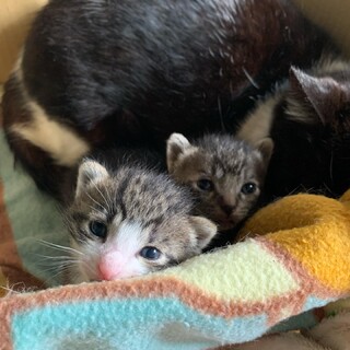2匹の子猫の里親募集