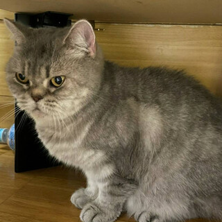 静かでもふもふな「モフちゃん」