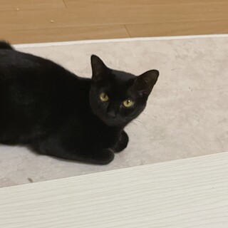 妊娠中の黒猫ちゃん