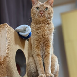 甘えん坊なビビリ男子★3〜4歳くらい