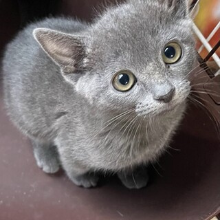 C22-W1092　ロシアンブルーの子猫ちゃん♪