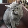 C22-W1092　ロシアンブルーの子猫ちゃん♪ サムネイル2