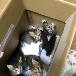 第158回　にゃん☆ぴーす猫譲渡会