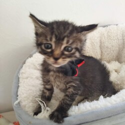 第158回　にゃん☆ぴーす猫譲渡会 サムネイル2