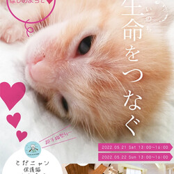 とだニャン保護猫里親会
