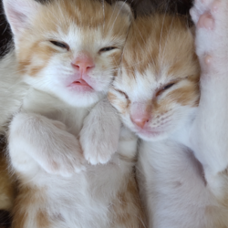 とだニャン保護猫里親会 サムネイル2