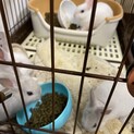 子ウサギ　2ヶ月　1ヶ月