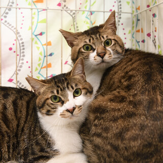 仲良し兄弟エープリル君マーチ君