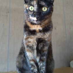 保護猫の譲渡会atいきいき