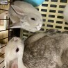 子ウサギ　2ヶ月　1ヶ月 サムネイル3