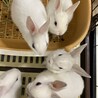 子ウサギ　2ヶ月　1ヶ月 サムネイル4