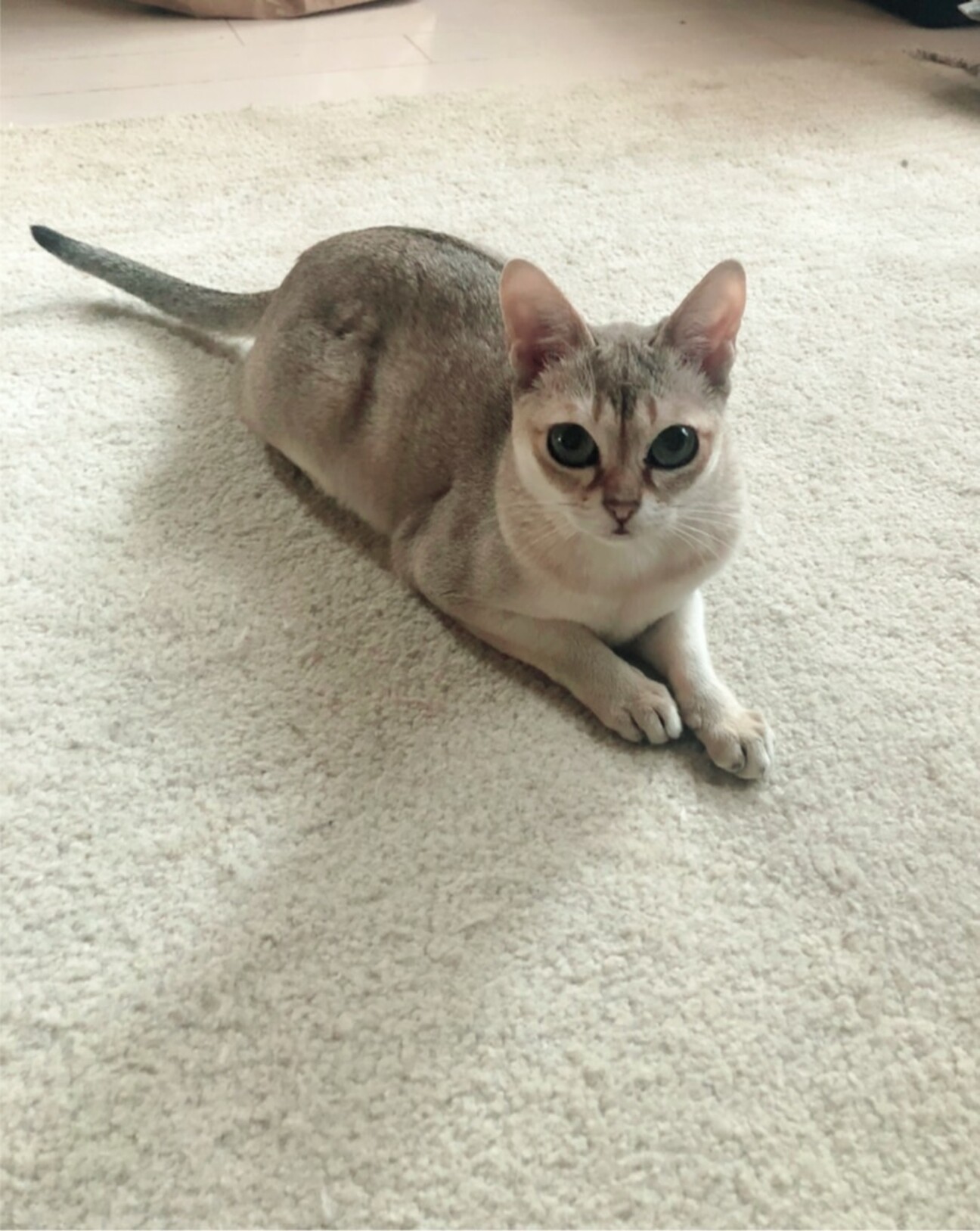 大きなお目々のシンガプー 大阪府 猫の里親募集 ペットのおうち 月間利用者150万人